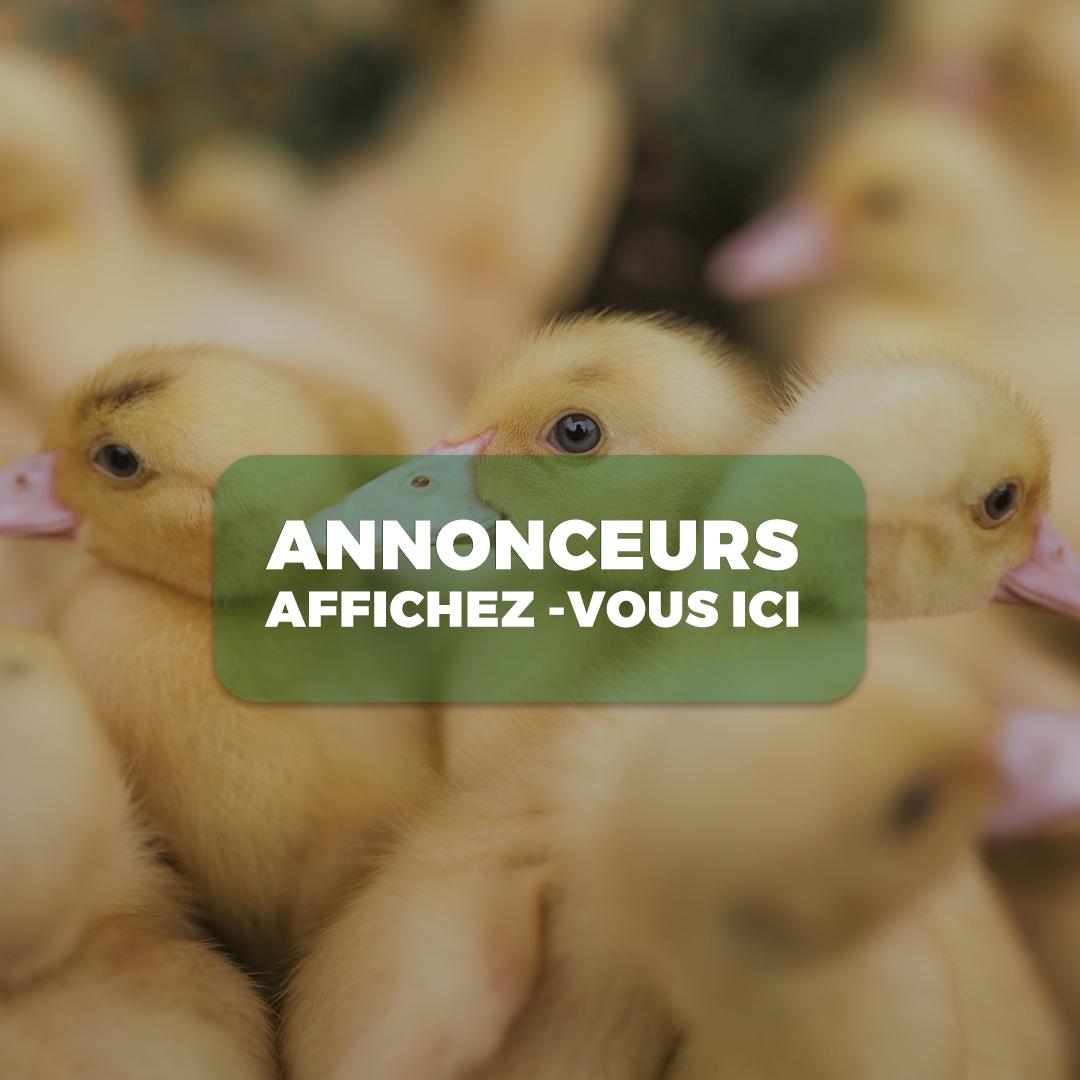 Publicité 2
